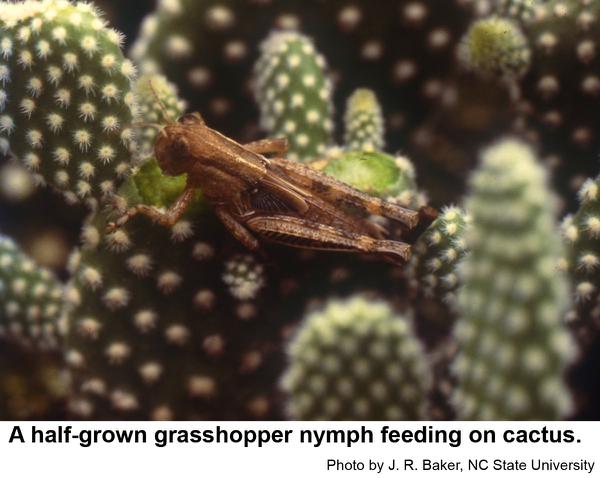 Grasshopper nymph feeding on a cactus stem.